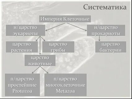 Империя клеточные включает