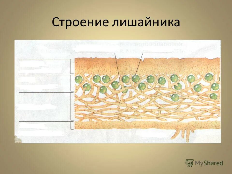 Строение лишайников биология. Лишайник биология строение. Схема строения лишайника 5 класс биология. Строение слоевища лишайника. Внутреннее строение лишайника.