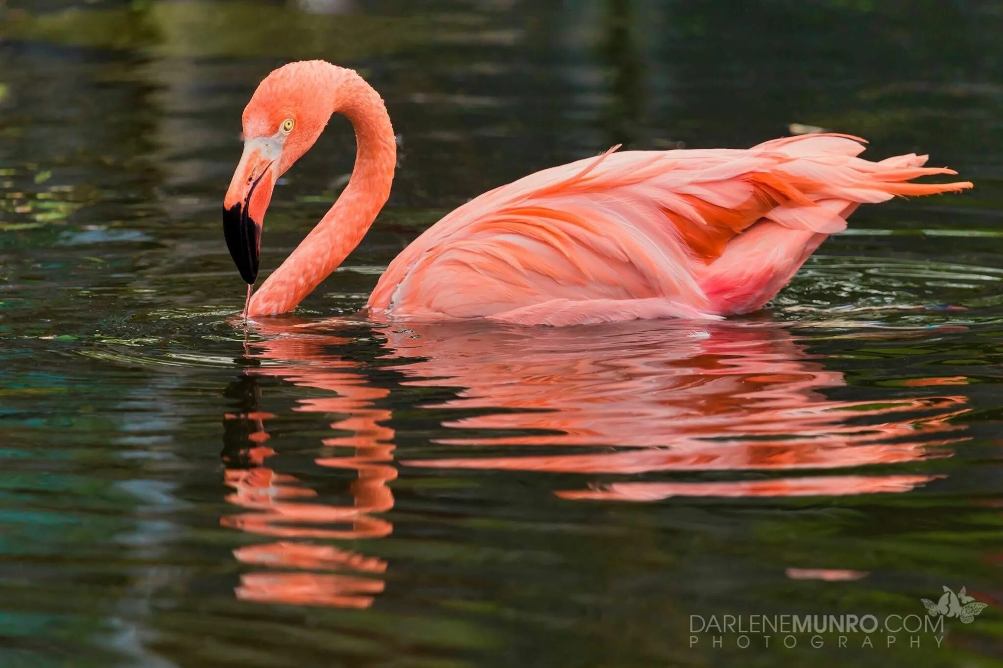 Умеют ли фламинго плавать. Фламинго летит. Розовый фламинго плывет. Фламинго в египте. Умеет ли фламинго.