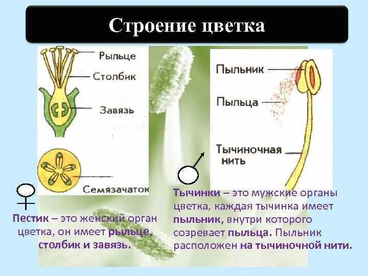 Функция пестика у цветка. Строение пестика и тычинки. Строение пестика цветка. Рыльце столбик и завязь. Строение пестика и тычинки мужской и женский.