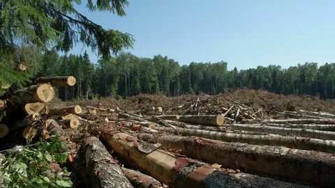 Промышленные рубки леса производятся в лесах защитных