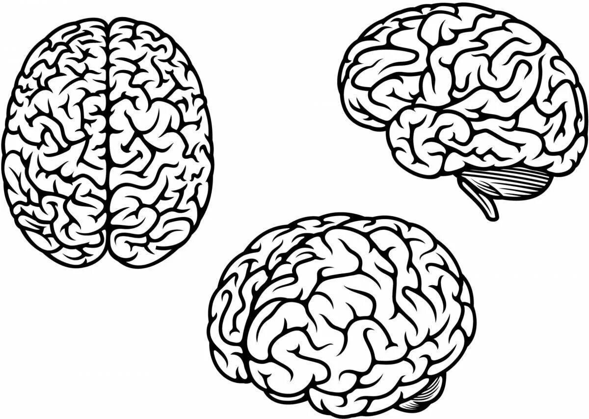 Мозг очертания. Мозг контур. Контур мозга человека. Мозг рисунок.