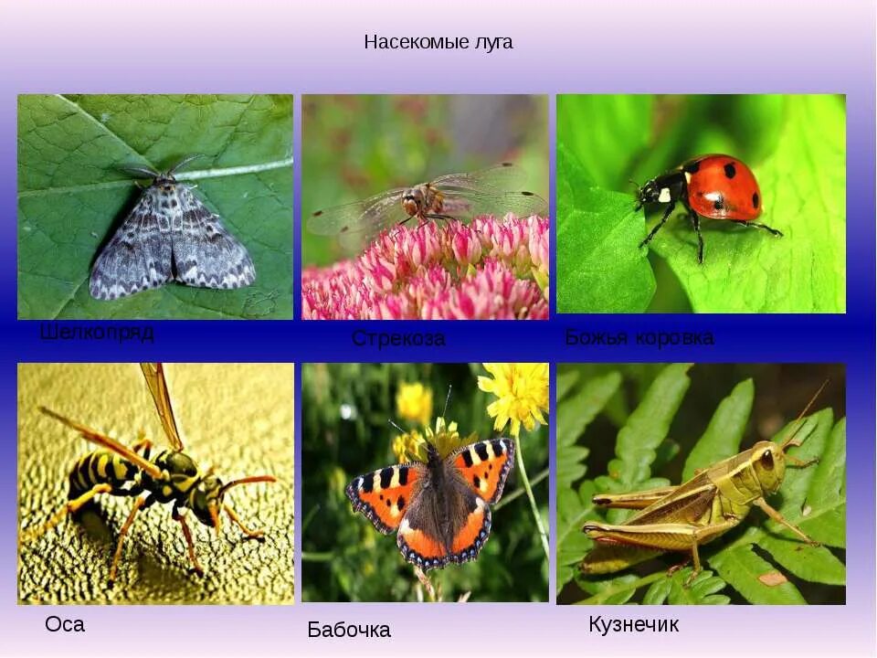 Почему на лугах обитает много насекомых