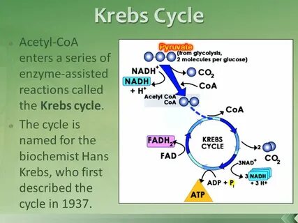Krebs