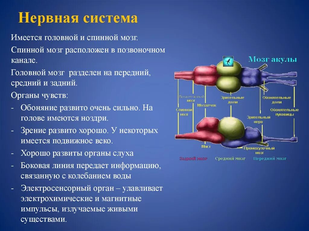 Мозг хрящевых рыб. Нервная система акулы. Строение головного мозга хрящевых рыб. Строение нервной системы акулы. Строение головного мозга акулы.