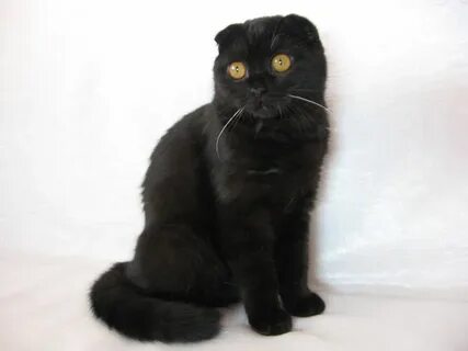 Черный окрас шотландских кошек