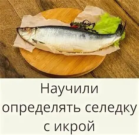 Как выбрать селедку с икрой. Как отличить селедку самку от самца. как выбрать селедку. как выбрать сельдь с икрой. селёдка девочка или мальчик.