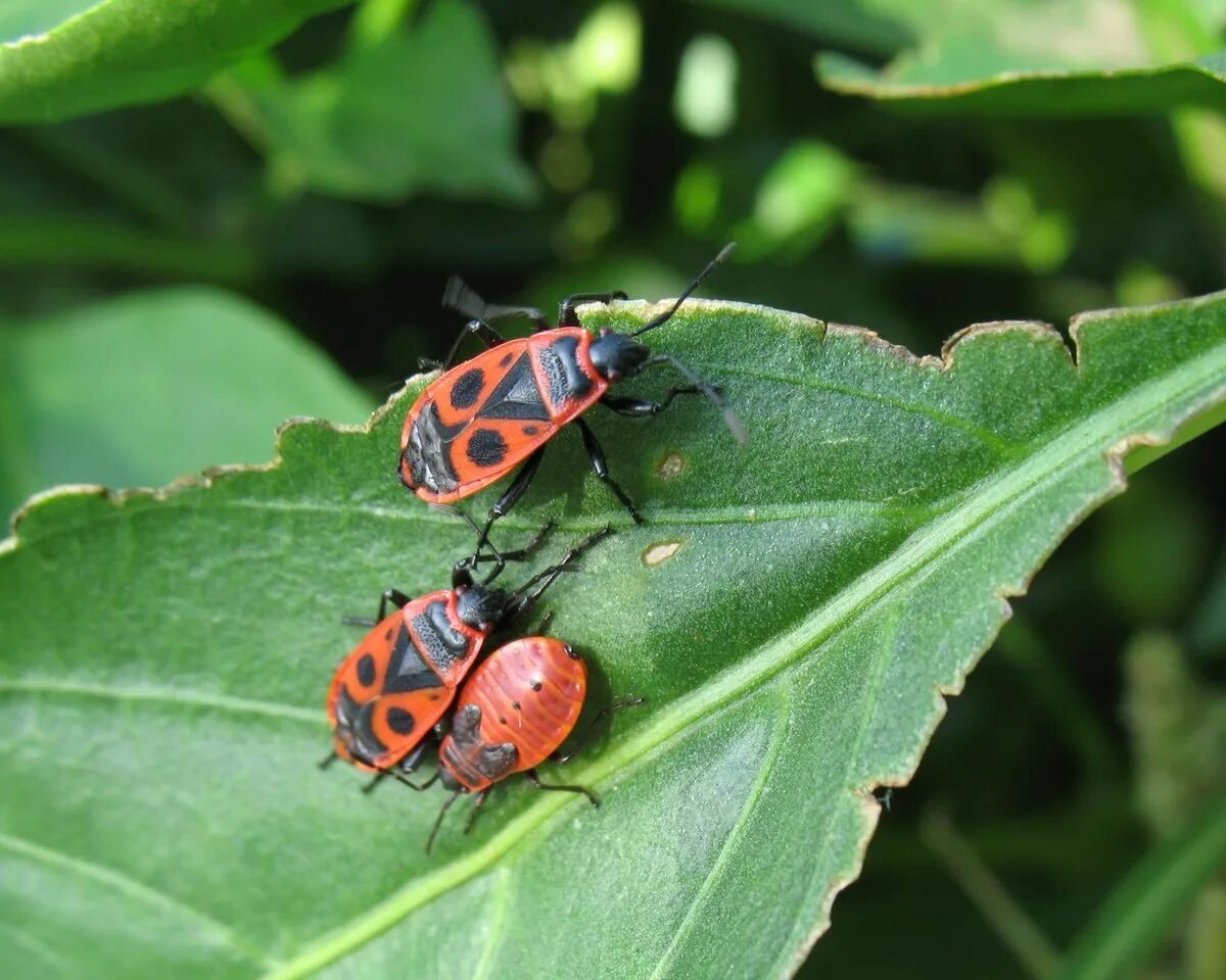 Как выглядят красные жуки Pyrrhocoris-Apterus Beautiful bugs, Bugs, Insects