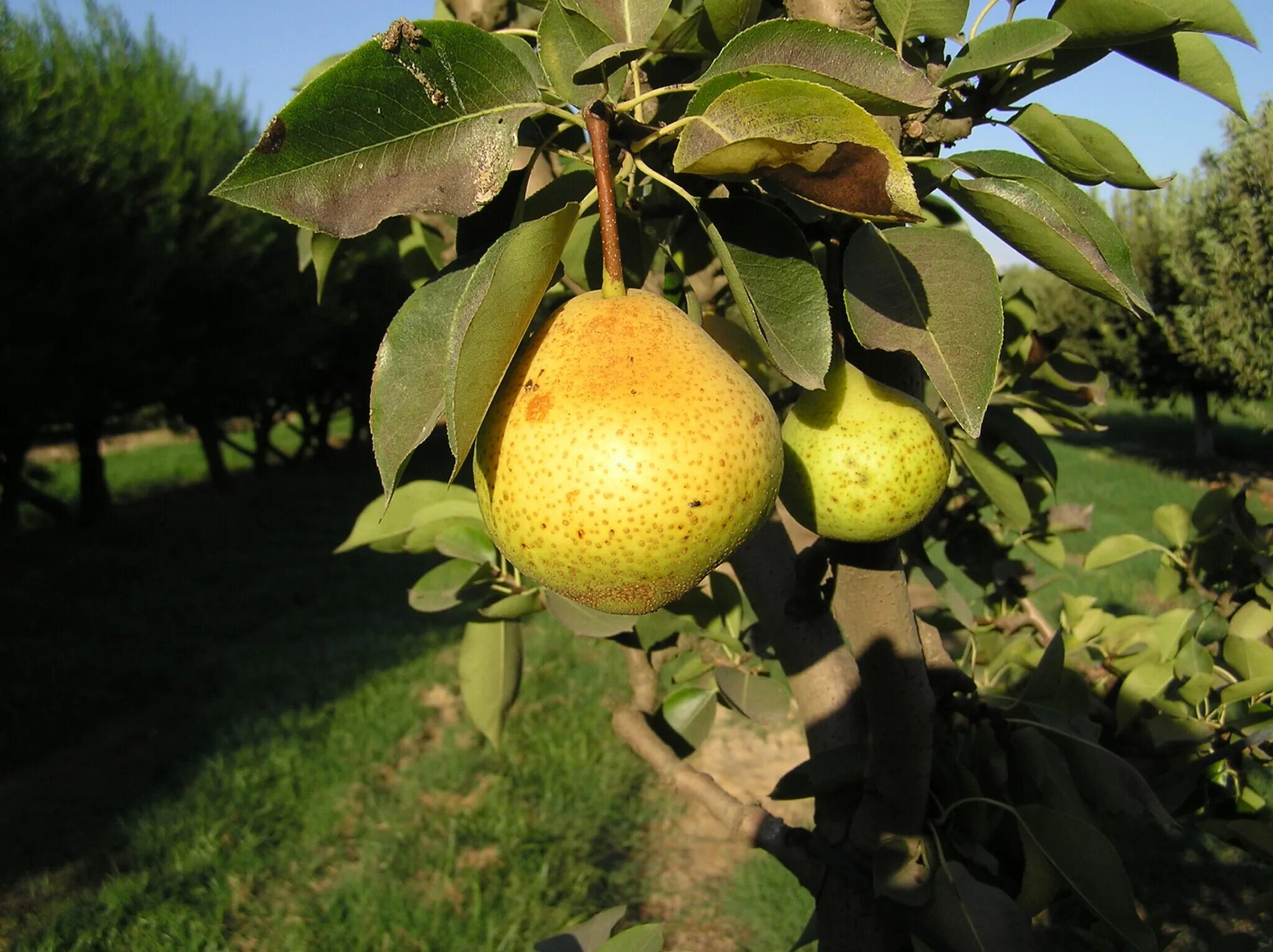 Груша дерево. Груша. (pear tree) williams. лимоновка дерево груша. большие плодовые деревья. дерево с крупными плодами.