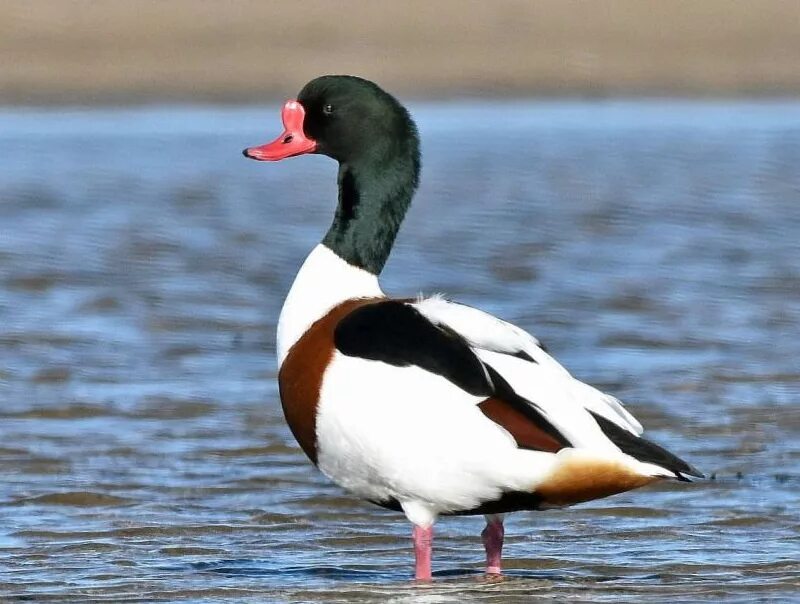 утка огарь красная книга. утка мандаринка краснокнижная. канадская кряква. птицы подмосковья. птицы занесенные в красную книгу.