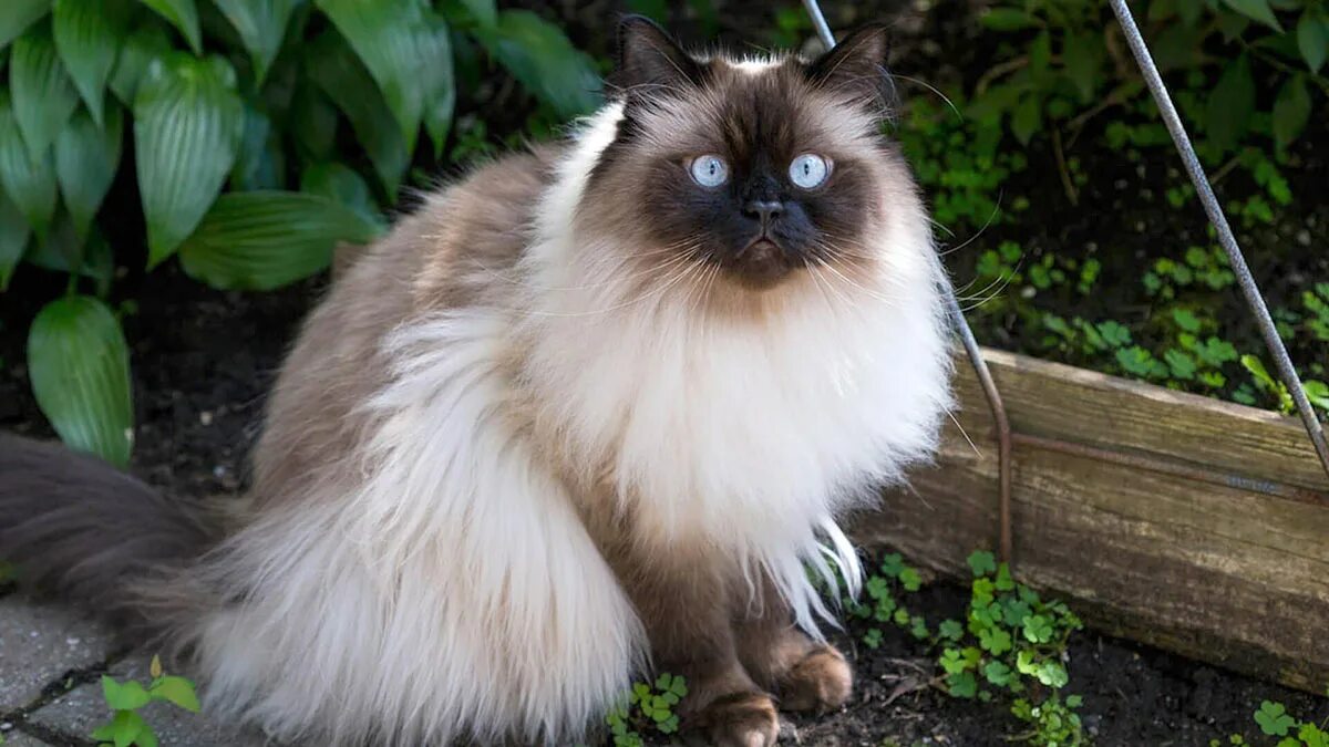 Сиамская длинношерстная. Гималайская Персидская кошка. Гималайский колор-Пойнт кошка. Гималайский перс колор Пойнт. Сиамская кошка длинная шерсть