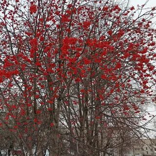 Рябина кустарник декоративный
