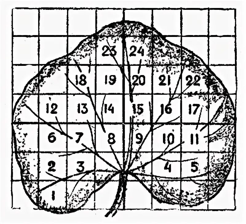 Флуктуирующая асимметрия листа березы повислой. Форматы бумаги для чертежей. Площадь листа растения. Фигуры для палетки. Площадь листа растения.