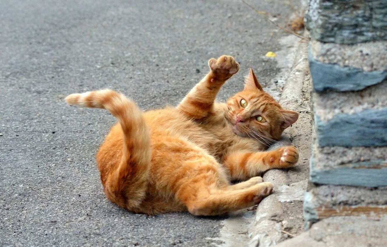 Коты рыжие веселые