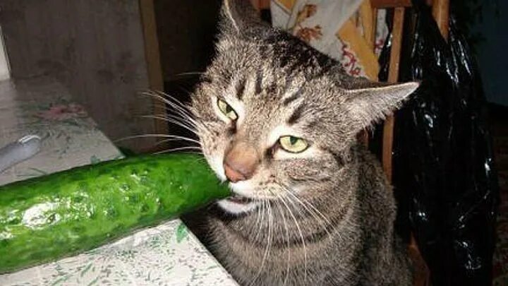 Съем огурец. Кот и огурец. кот ест огурец. котик огурчик. смешные котики с огурцами.