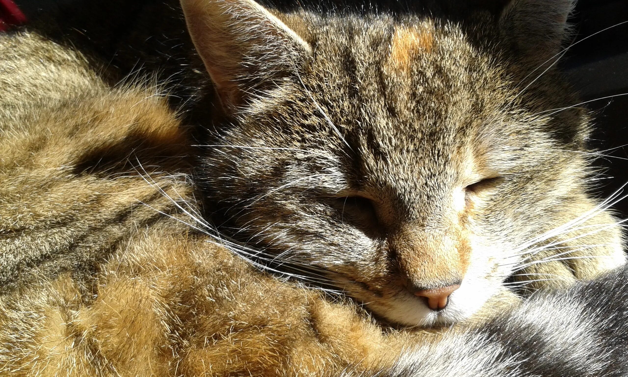 Приснилась кошка. Кот лежит. Спящие кошки. Приснились домашние кошки. Уютные коты.