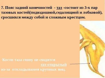 Пояса конечностей у птиц