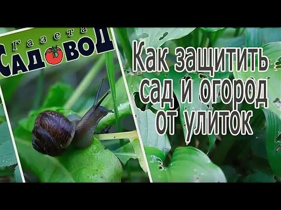 Как избавиться от слизней на огороде навсегда. Улитки в огороде. улитка огородная и методы борьбы. как избавиться от улиток в огороде. улитки на огороде как от них избавиться.