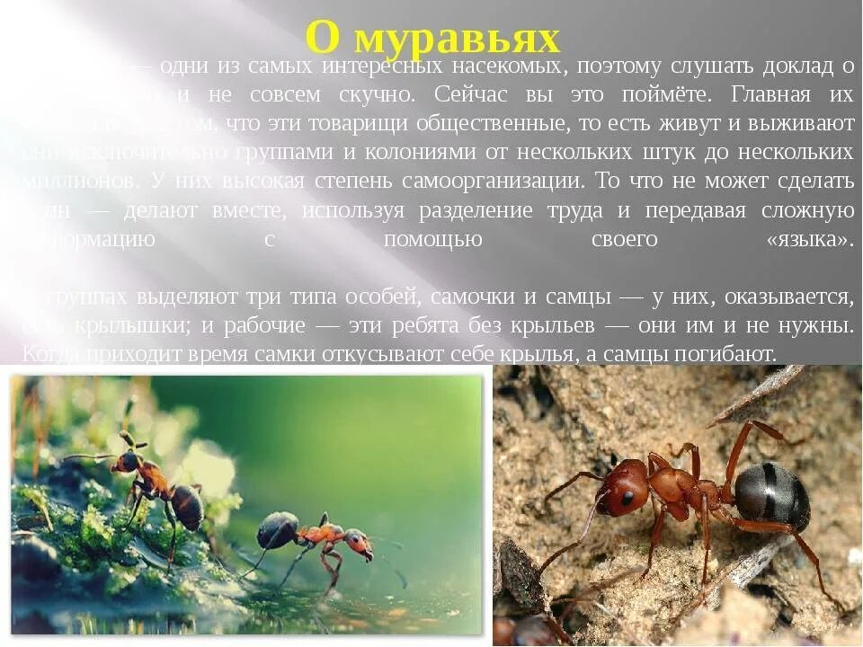 Интересные факты о общественных насекомых. Интересное про муравьев. Информация о муравьях. Доклад про муравьев. Текст муравей 2 класс