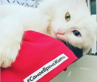 Фонд лейкемии