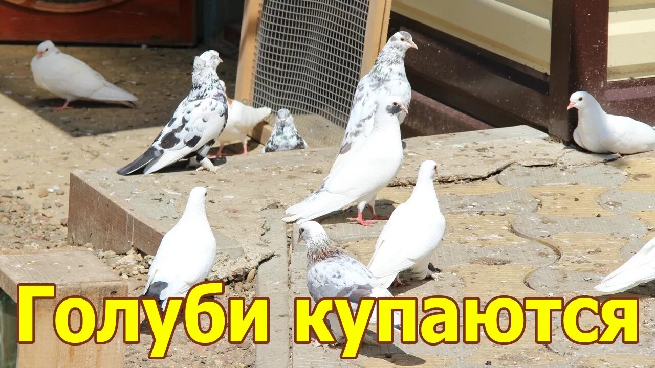 Голуби купаются. Голуби купала. Голубь в воде. Голуби купала. Купальня для птиц.