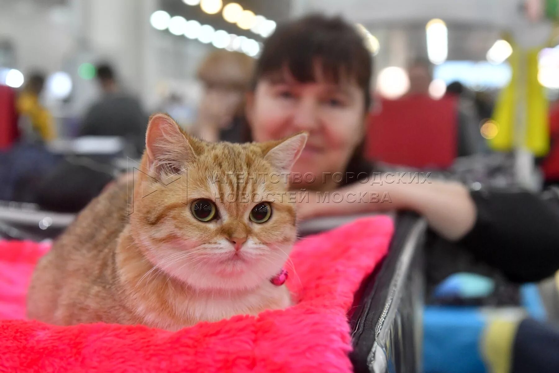 Международная выставка кошек «Winter Cat show». Выставка кошек в Крокусе в 2022 году. Winter Cat show выставка кошек в Крокус. Выставка кошек экспо