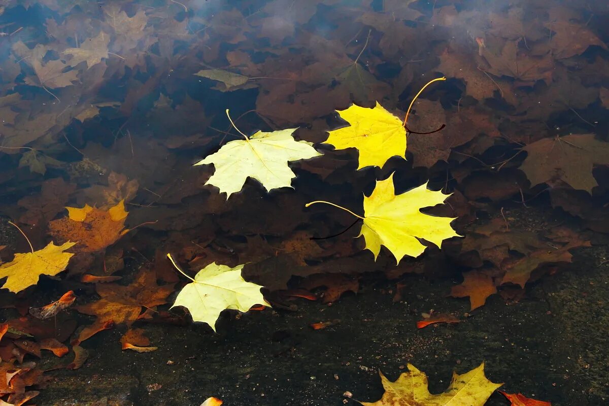 Грустная осень. Осень мечты. Осеннее одиночество. Осень мимо. Осенняя аллея.