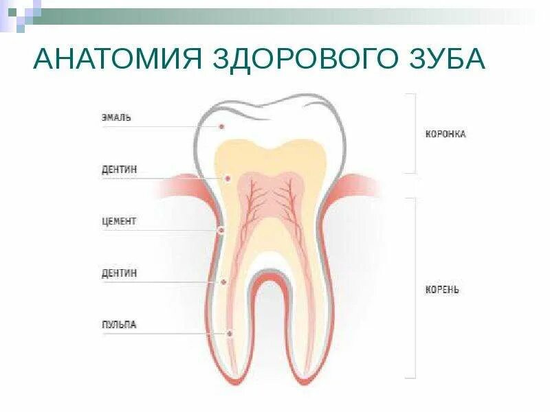 Зуба русский язык. Продольный срез зуба гистология. Внутреннее строение зуба анатомия. Строение зуба анатомия латынь. Строение зуба человека.