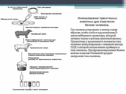 Для наработки белков человека часто используются клетки