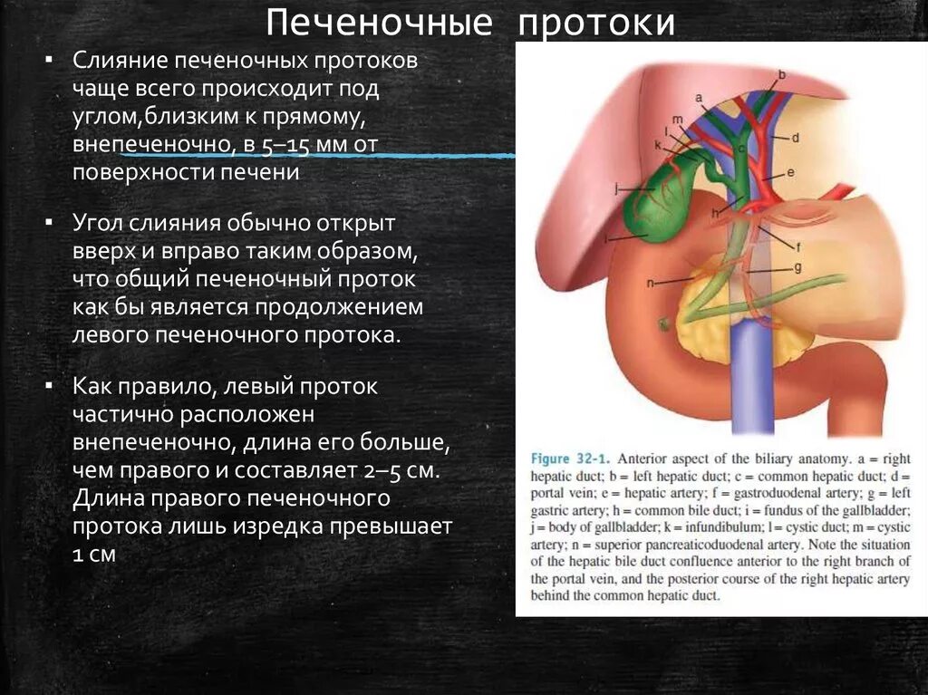 Общий желчный проток открывается в. Общий печеночный проток анатомия. общий печеночный проток образуют. печеночный желчный проток. печень печеночный проток.