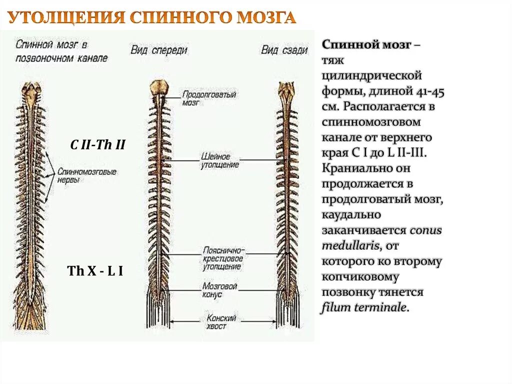 Шейное утолщение спинного мозга. Пояснично-крестцовое утолщение спинного мозга. Анатомия спинной мозг вид спереди.