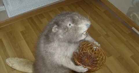 Белый бобер