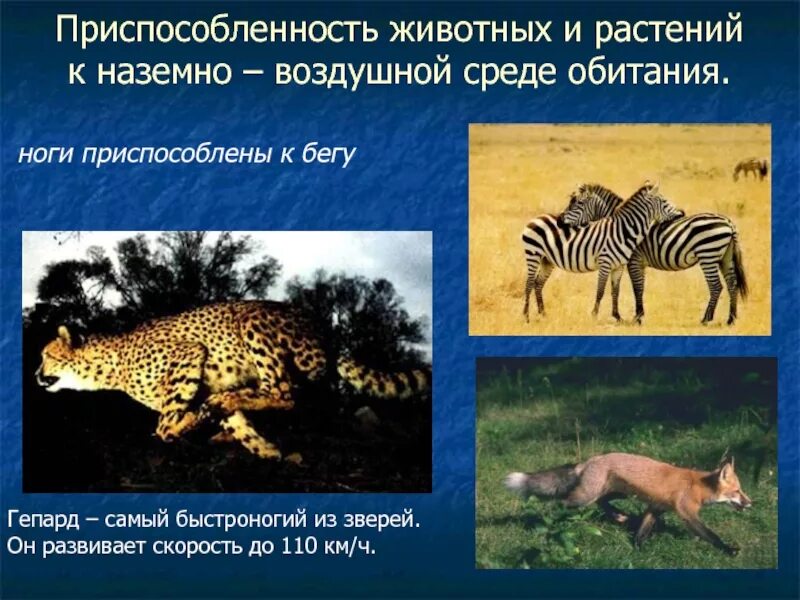 Особенности обитания животных. Приспособленность животных. приспособление животных к среде обитания. приспособленность животных к наземно воздушной среде обитания. приспособление животных и растений к среде обитания.