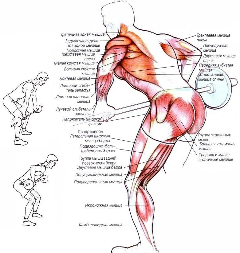 Какие мышцы наиболее развиты. Тяги на спину упражнения. Тяга штанги в наклоне мышцы задействованы. Тяга штанги в наклоне работающие мышцы. Мышцы спины при упражнениях.