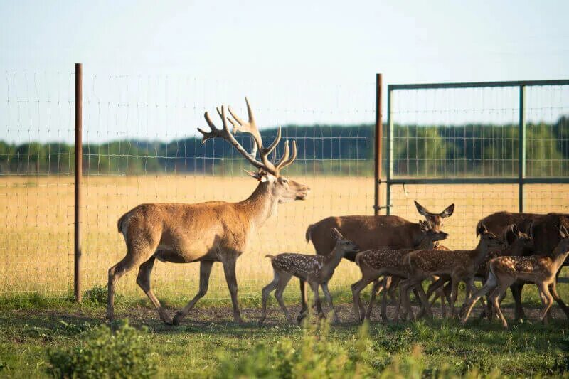 Оленья ферма в рузском районе. Гринфилд парк ижевск оленеферма. Оленья ферма верхний уфалей. Оленеферма. Судимир оленья ферма.
