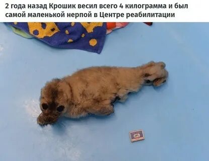 Кот крошик пытался сбежать