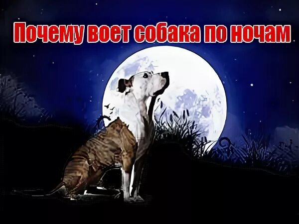 Почему собака воет ночью. Почему воет собака приметы. Почему воет собака по ночам приметы. Собака воет к покойнику.