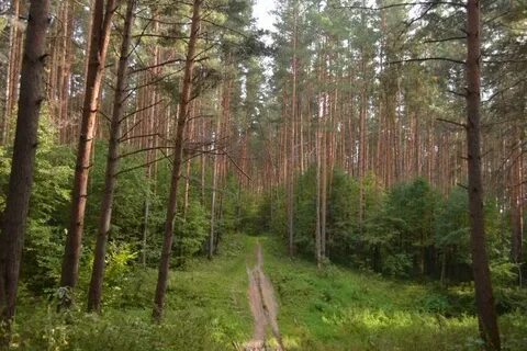 Поселение сосенки