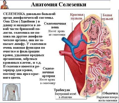 Селезенка особенности. Селезенка анатомия человека строение. Селезенка строение и функции. Строение селезенки и ее функции. Анатомическое строение селезенки.