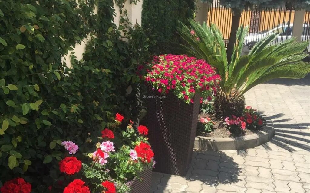 гостевые дома на цветочной адлер. олеандры имеретинка. гостевой дом лилия адлер. адлер цветы круглосуточно. цветы адлер.