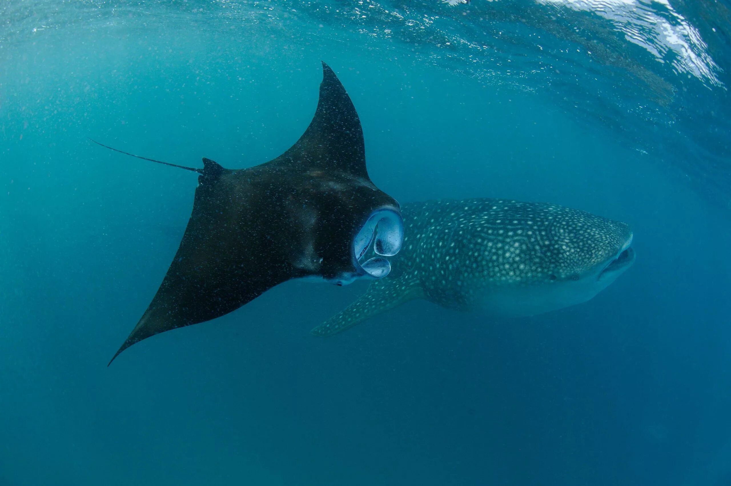 акулий(акулохвостый)скат. мелкозубый пилорыл красная книга. акулий скат москвариум. акулий скат рина. скат рохля.