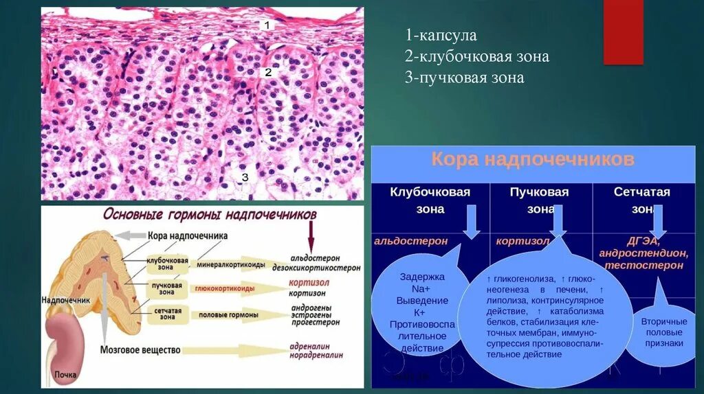 Сетчатая коры надпочечников. Клубочковая зона надпочечников. Сетчатая зона коры надпочечников препарат. Клубочковая пучковая и сетчатая зоны коры надпочечников. Гормоны сетчатой зоны надпочечников.