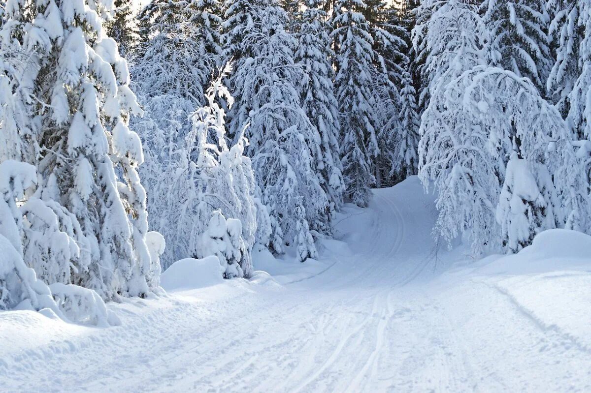 Зимний лес. Снежный лес. Красивый зимний лес. Зимой в лесу.