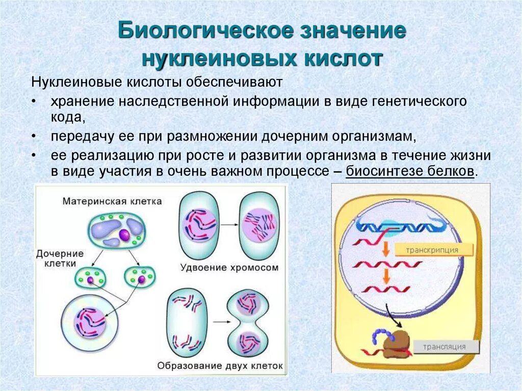 Значение вещества нуклеиновые кислоты. Биологическое значение нуклеиновых кислот. значение нуклеиновых кислот. строение и биологическая роль нуклеиновых кислот. значение нукле новых кислот.