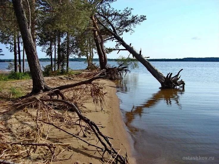 Осташков остров Городомля. Остров Городомля на Селигере. Озеро Селигер Осташков остров. Селигер Городомля коса.