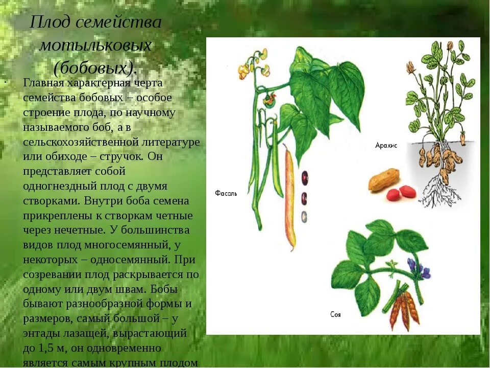 Семейство бобовых виды. Семейство Мотыльковые бобовые плод. Плоды бобовых мотыльковых растений. Семейство бобовые плод стручок. Типы плодов мотыльковых растений.