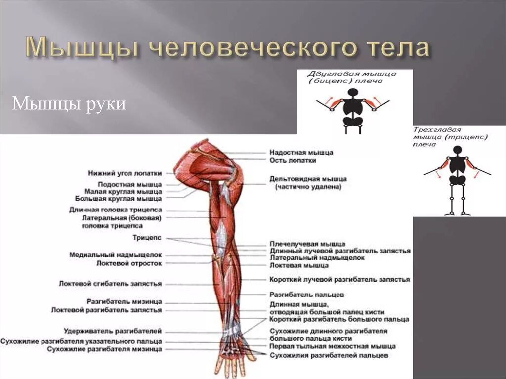 Основные мышцы для развития. Мышцы человеческого тела. Мышцы человеческоготтела. Основные группы мышц человеческого тела таблица. Функции мышц человеческого тела.