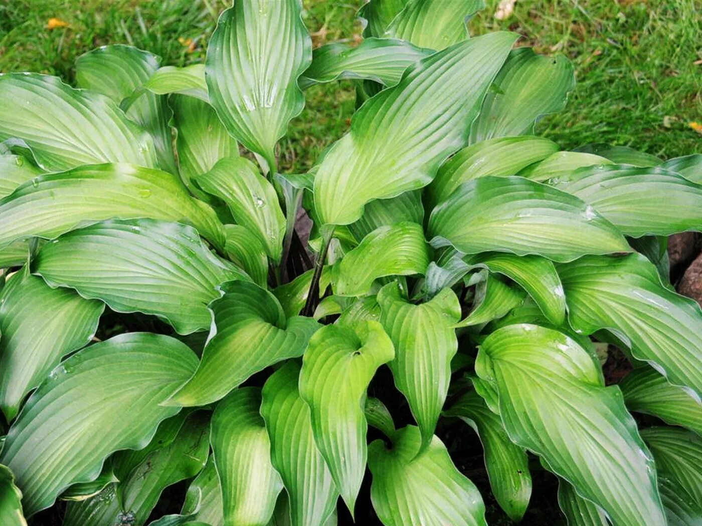 168. Хоста светло зеленая. Хоста ауеша. Идентификаторы хоста. Идентификаторы хоста.