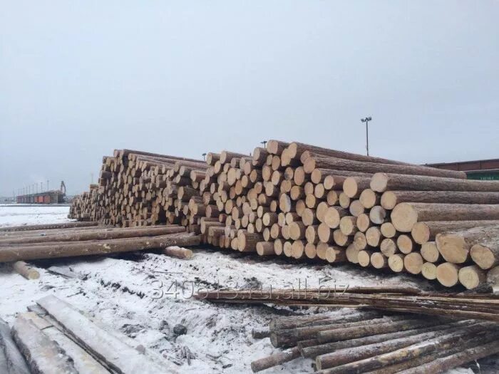 Продается лес. Лес кругляк кедр. Продается лес. Лес кругляк сухостой. Кругляк пиловочник, осина.