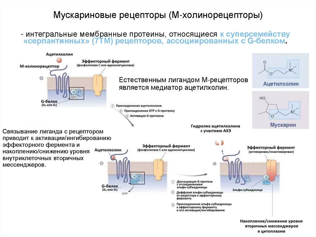 Мускариновыми рецепторами